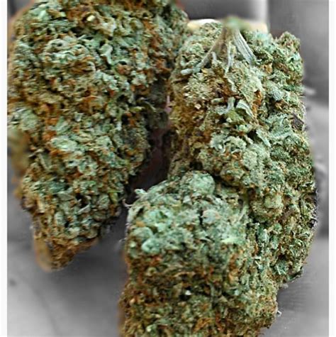 bg kush|Bubblegum Kush Weed Strain Information 